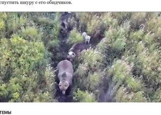 行方不明のハスキー犬、クマの親子と森の中で暮らしていた