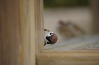 鳥好きさん、いませんか？