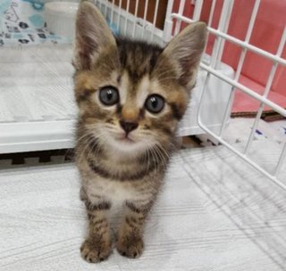 こういう子猫が欲しい！どうすればいい？