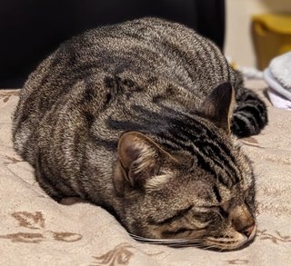 こういう子猫が欲しい！どうすればいい？