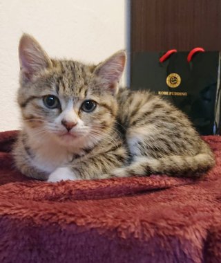 こういう子猫が欲しい！どうすればいい？