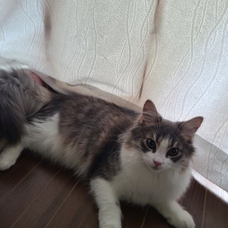 こういう子猫が欲しい！どうすればいい？