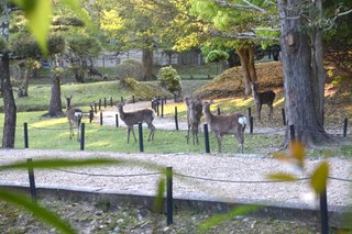 家のとなりの公園に鹿がいた