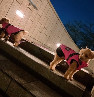 犬を祭りやフードフェスタみたいな場所に連れて行かないで下さいね！