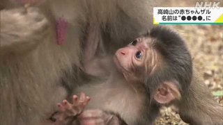 【大分】高崎山でことし初めての赤ちゃんザル誕生 名前は「デコピン」