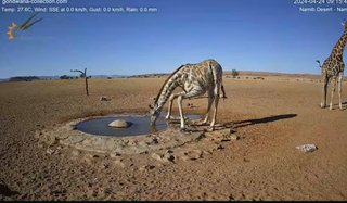 砂漠に設置された人工水飲み場を見守るライブカメラ配信が癒されると話題