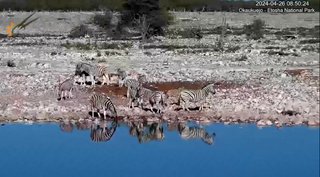 砂漠に設置された人工水飲み場を見守るライブカメラ配信が癒されると話題