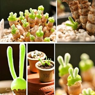 AI生成の「かわいい子猫のような花」の存在を信じ、偽の種を購入してしまう人が続出