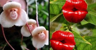 AI生成の「かわいい子猫のような花」の存在を信じ、偽の種を購入してしまう人が続出