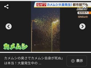 カメムシ、大量発生らしい。家庭菜園要注意。