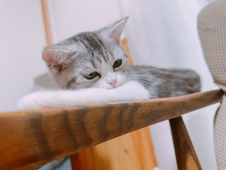猫がみたい