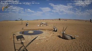 砂漠に設置された人工水飲み場を見守るライブカメラ配信が癒されると話題