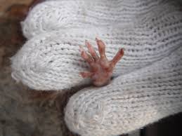 超熟に小動物混入、食パン10万個回収　敷島製パン「深くお詫び」購入者に返送呼びかけ