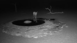 砂漠に設置された人工水飲み場を見守るライブカメラ配信が癒されると話題