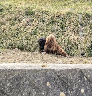 山に捨てられたトイプードルと思われる子達
