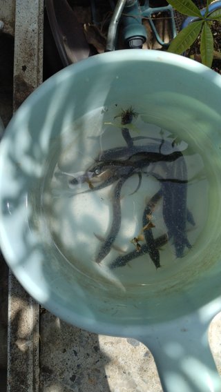 どじょう飼うよ