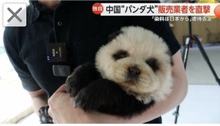 犬、かわいすぎ！！人間も白髪染めてるんだから物議いる？