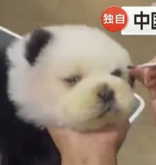 犬、かわいすぎ！！人間も白髪染めてるんだから物議いる？