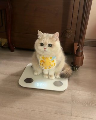 猫の体重が減らない