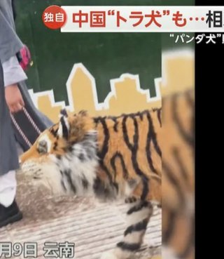 犬、かわいすぎ！！人間も白髪染めてるんだから物議いる？