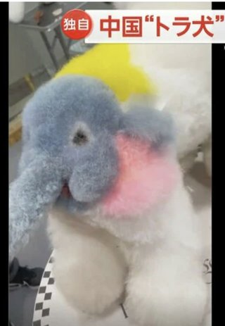 犬、かわいすぎ！！人間も白髪染めてるんだから物議いる？