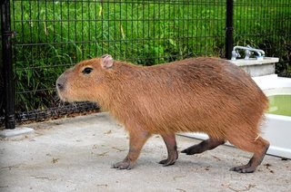 平塚　帰ってきたカピバラ　カッピーの次はガンモ、平塚市総合公園に登場