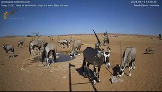 砂漠に設置された人工水飲み場を見守るライブカメラ配信が癒されると話題