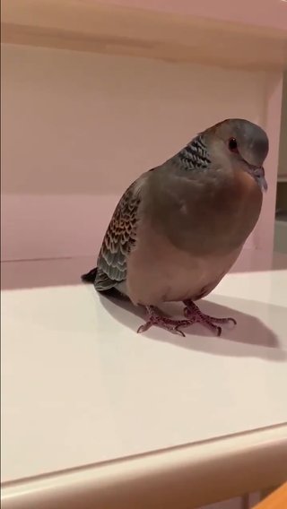 ホー↓ホー↓ ホッホー↑↑↑  ホー↓ホー↓ ホッホー↑↑↑