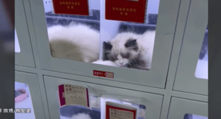 【中国】生きたネコの自動販売機に「動物虐待だ」と怒りの声【動画あり】