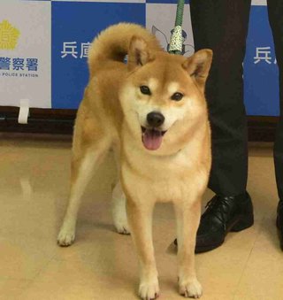 犬の「てりたま」、深夜の散歩でお手柄　溝に落ちた高齢男性発見