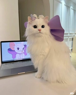 こういう猫を飼いたいです