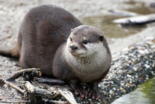 コツメカワウソって飼っていいの？