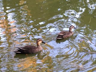 &#x{11:F8E2};なんでもいｰから&#x{11:F8E2};