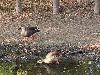 &#x{11:F8E2};なんでもいｰから&#x{11:F8E2};