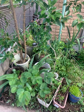 ゴミ屋敷にする義母シリーズ