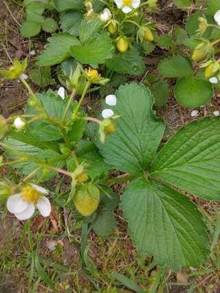 ゴミ屋敷にする義母シリーズ