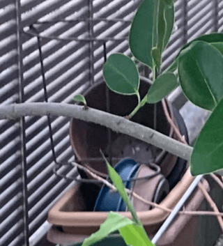 ゴミ屋敷にする義母シリーズ