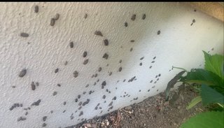 ゴミ屋敷にする義母シリーズ