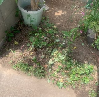 ゴミ屋敷にする義母シリーズ