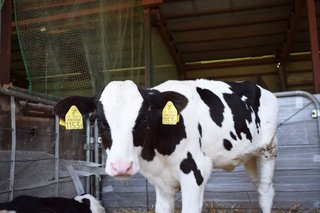 まるで「牛界の浜辺美波」　北海道の牧場で暮らす“美しすぎる乳牛”発見、540万表示の大反響