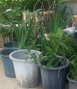 ゴミ屋敷にする義母シリーズ