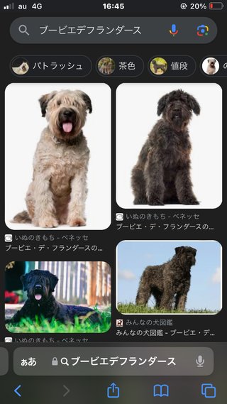 最近見かけなくなった犬種