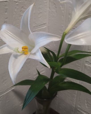 スマホの待ち受けが子供の写真以外の人