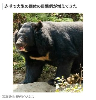 ヒグマ×ツキノワグマ 雑種が本州に？？
