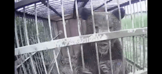 ヒグマ×ツキノワグマ 雑種が本州に？？