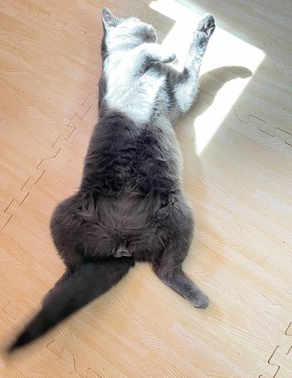 さっきから猫が　日向ぼっこ→廊下→日向ぼっこ→廊下　を繰り返してる