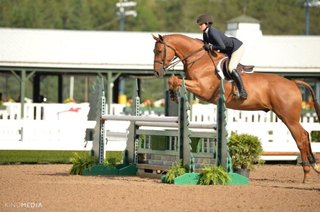 世界の乗馬用具市場、2031年までに28.8億米ドルに達すると予測