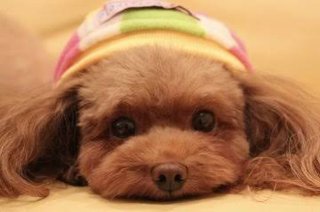 犬がうるさいって苦情がポストに