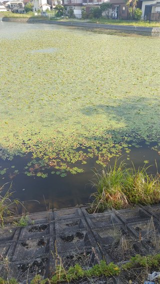 暑いから海水浴に来た♪