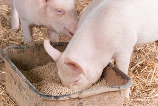 ヨーロッパ豚用飼料市場の未来：2031年までの成長と収益予測